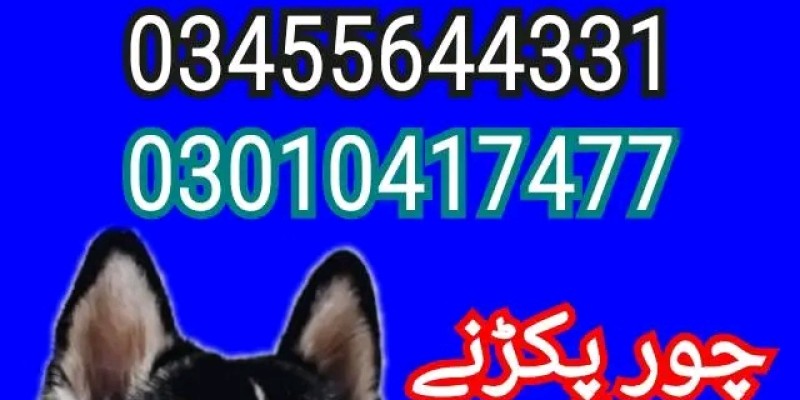 Army dog center peshawar 03336974100 image 1