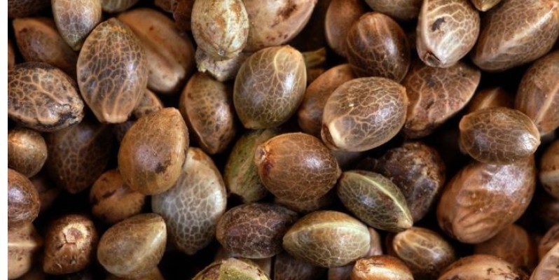 buy fresh Coca Seeds and coca leaves online image 1