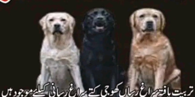 Army dog center karachi 03178421506 image 1