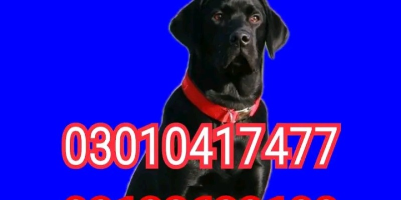 Army dog center rawalpindi  03132629100 image 1