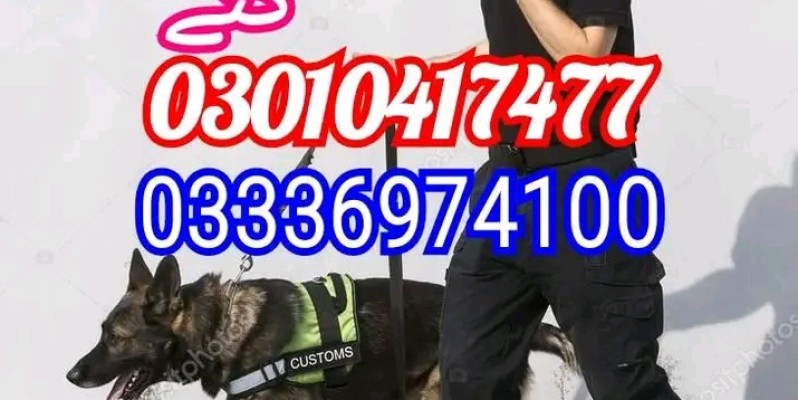 Army dog center islamabad 03336974100 image 1