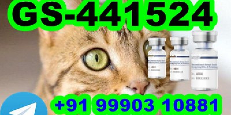 GS-441524 cat Fip Feline Infectious Peritonitis image 1