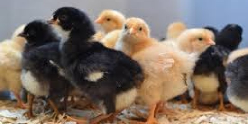 EGG HATCHING SERVICE image 2