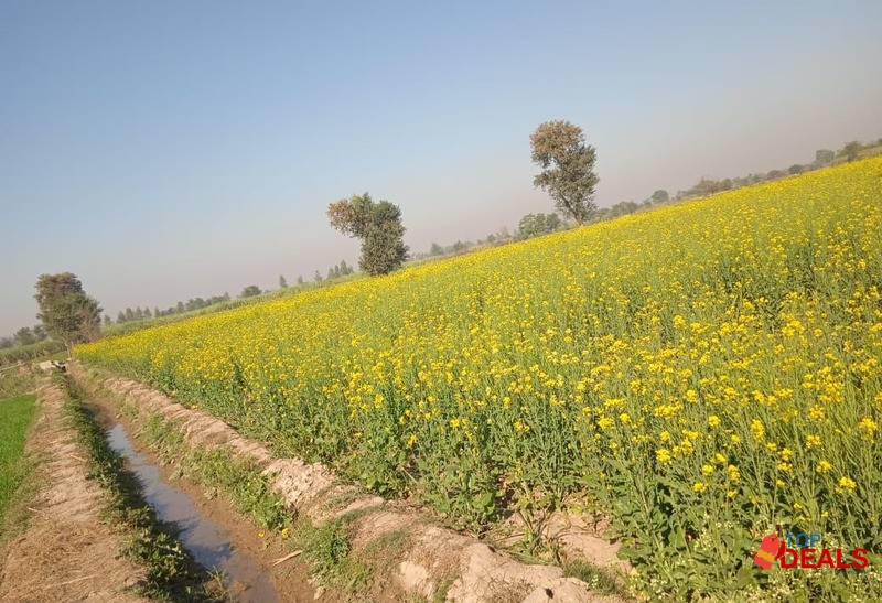 125 Kanal High Demand for Housing Society and Farm House image 5