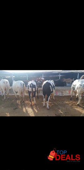 Plot 1000 yards Just 13 Lac in karachi image 1