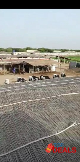 Plot 1000 yards Just 13 Lac in karachi image 3