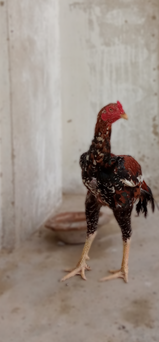 Rs 4500 assel murgi for animals - hens & aseel