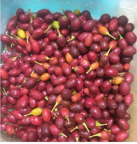 Rs 15 buy fresh coca seeds and coca leaves online for business, industrial & agriculture - other business & industry