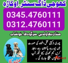 Army Dog Center Islmabad rawalpindi03454760111