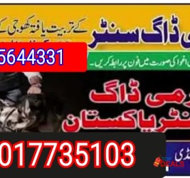 Army dog center  03017735103